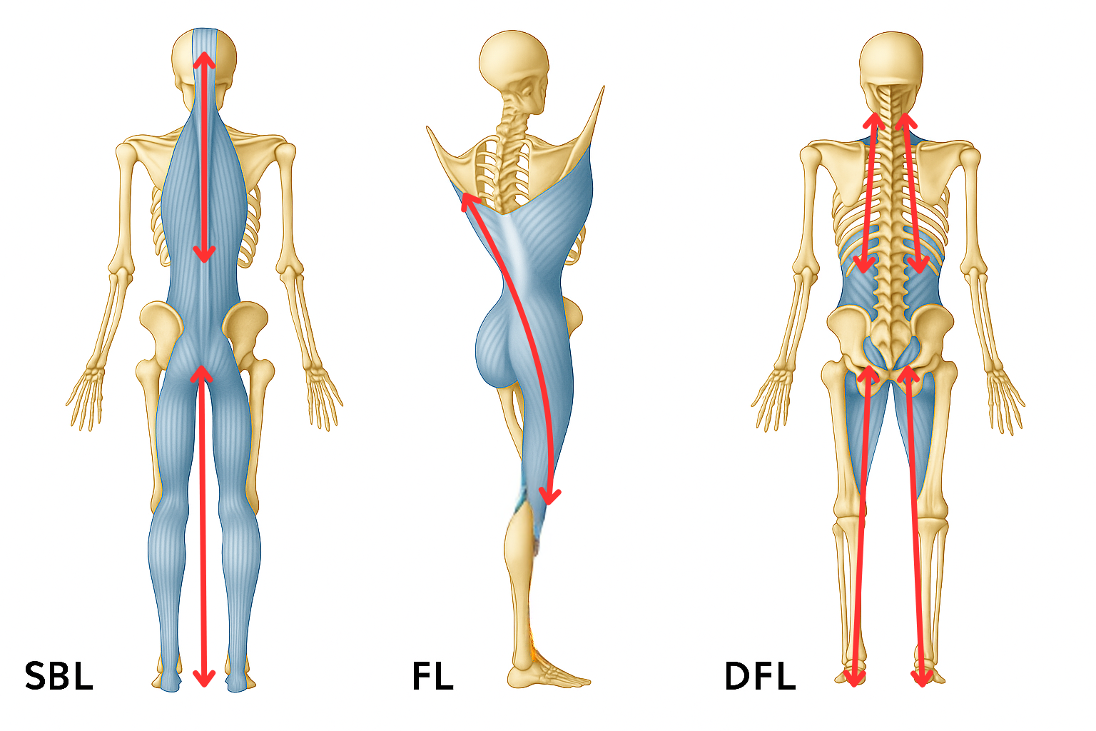 筋膜連鎖（SBL・FL・DFL）の概略図